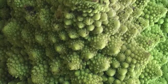 close up of a romanesque cauliflower