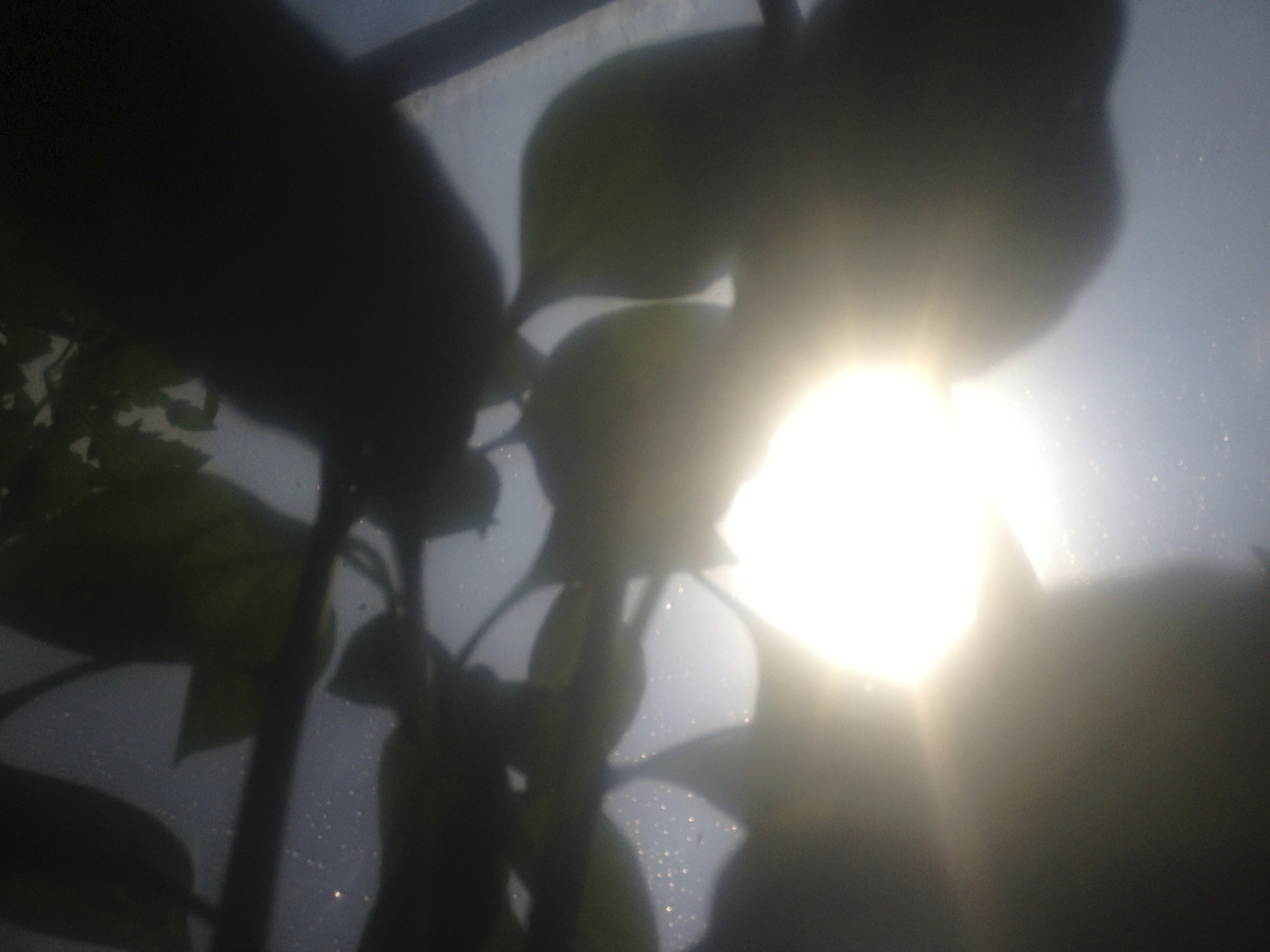 sun seen through greenhouse