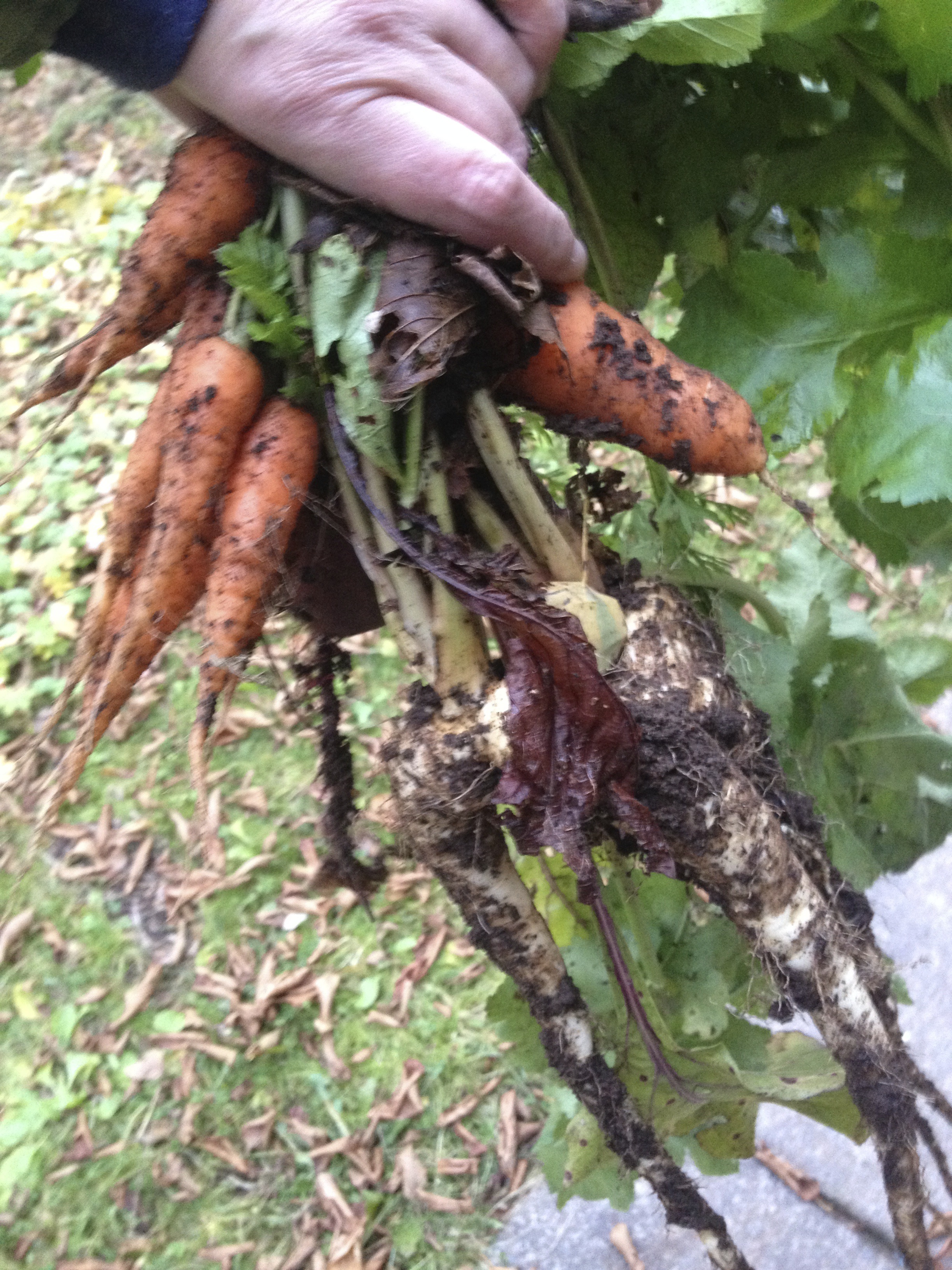 beets and carrots just pulled from the late fall garden